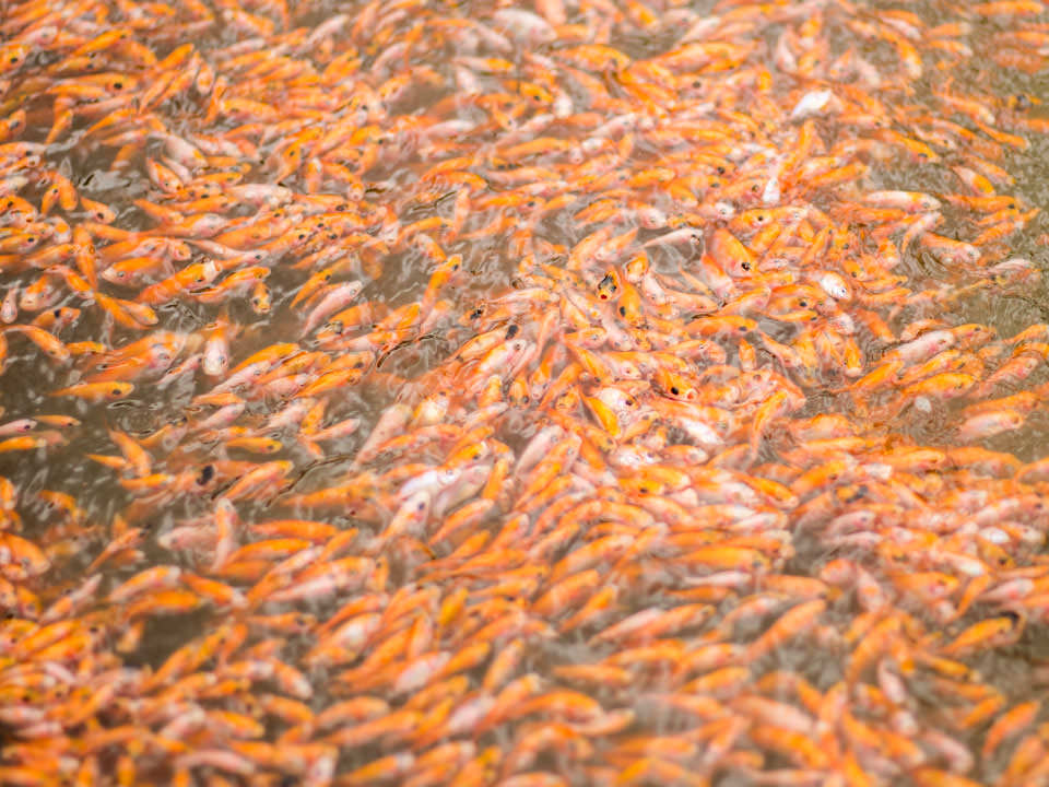 Fish Farming  